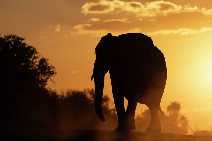 Framed Print : Elephant (Loxodonta africana) at sunset, Chobe National Park, Botswana, Africa Framed Print : Elephant (Loxodonta africana) at sunset, Chobe National Park, Botswana, Africa