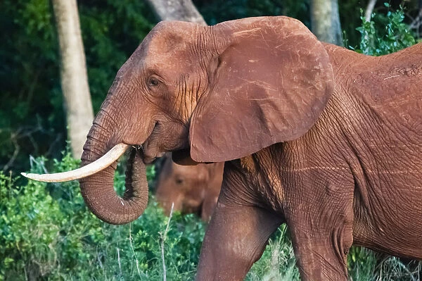 Elephant (Loxodonta africana), Tsavo East National Park, Kenya, East Africa, Africa