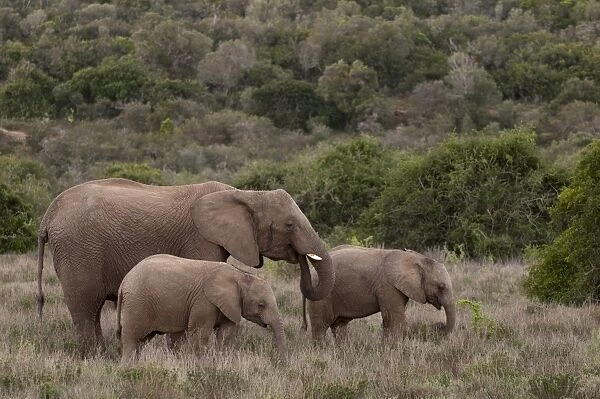 Elephant (Loxodonta africana) and young, Kariega Game Reserve, South Africa, Africa
