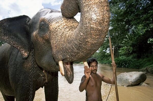 Elephant and his mahout washing in the river near Kandy
