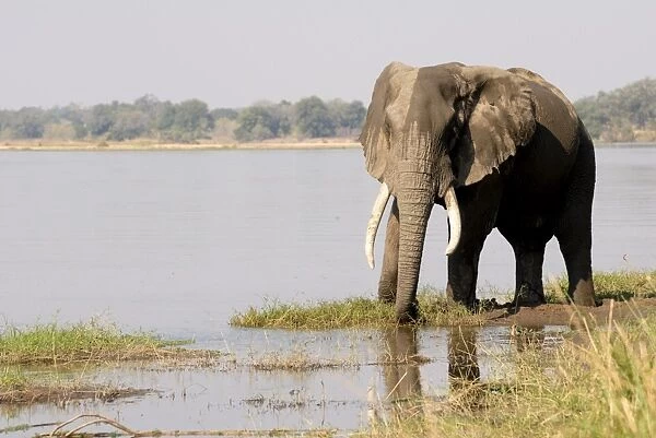 Elephant, Manapools National Park, UNESCO World Heritage Site, Zimbabwe, Africa