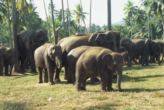Framed Print : Elephant Orphanage Framed Print : Elephant Orphanage