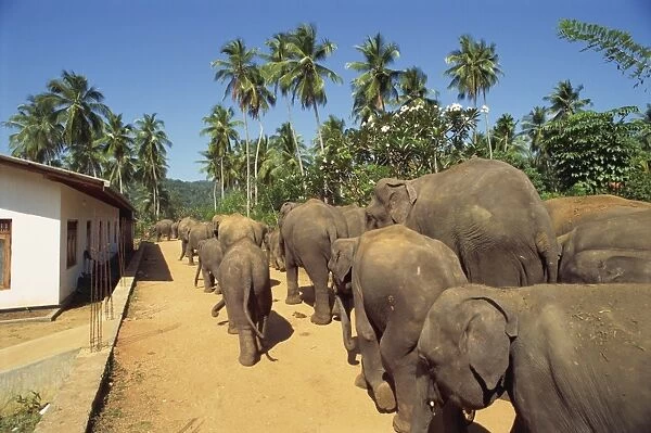 Elephant Orphanage, Pinnawala, Sri Lanka, Asia