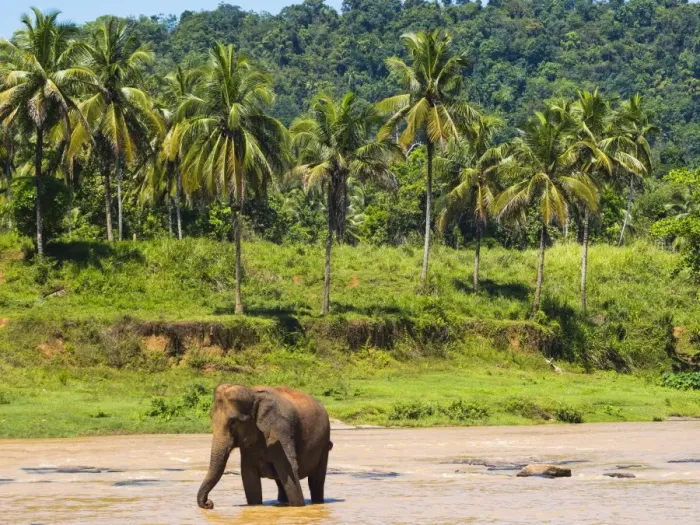 Framed Print : Elephant at Pinnawala Elephant Orphanage, Sri Lanka, Asia Framed Print : Elephant at Pinnawala Elephant Orphanage, Sri Lanka, Asia