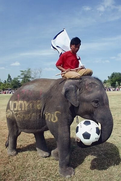 Elephant playing football during the November Elephant