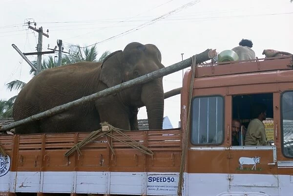 Elephant riding in back of truck