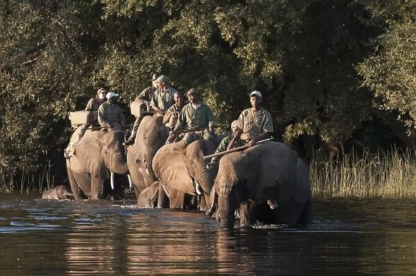 Elephant back safari, Abu Camp, Okavango Delta, Botswana, Africa