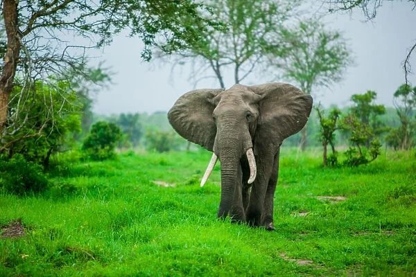 Elephant on safari, Mizumi Safari Park, Tanzania, East Africa, Africa