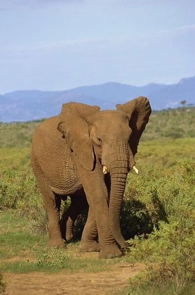 Elephant, Samburu, Kenya, East Africa, Africa