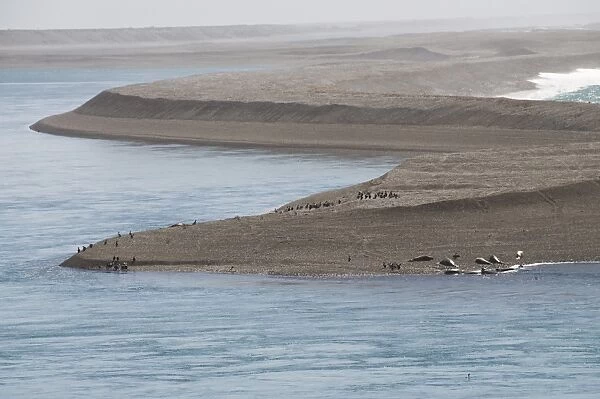 Elephant seal and comorants, Valdes Peninsula, Patagonia, Argentina, South America