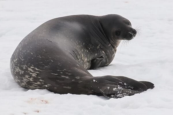 Elephant seal, Mirounga leonina, on Mikkelson Island, Antarctica, Polar Regions