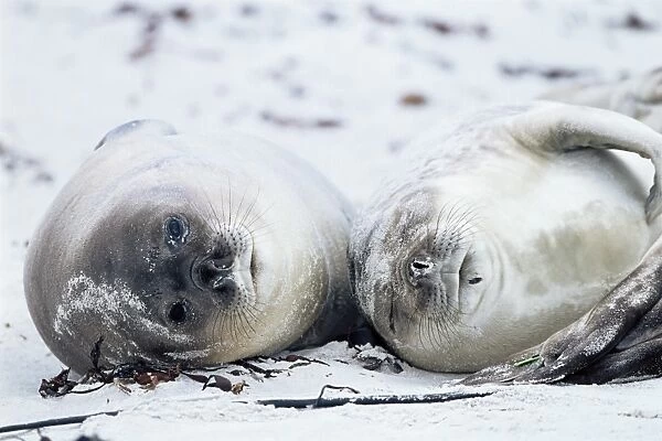 Elephant seals on a beach, Saunders Island, Falkland Islands, South Atlantic