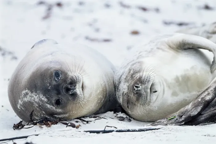 Framed Print : Elephant seals on a beach, Saunders Island, Falkland Islands, South Atlantic Framed Print : Elephant seals on a beach, Saunders Island, Falkland Islands, South Atlantic