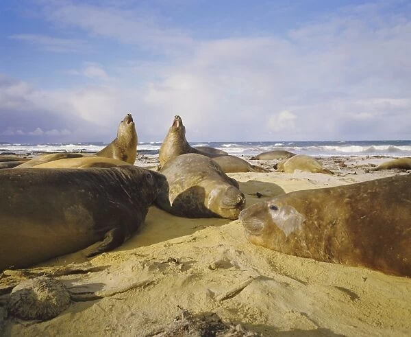 Elephant seals, Falkland Islands, South Atlantic