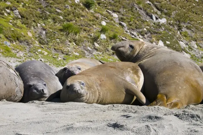 Framed Print : Elephant seals, Moltke Harbour, Royal Bay, South Georgia, South Atlantic