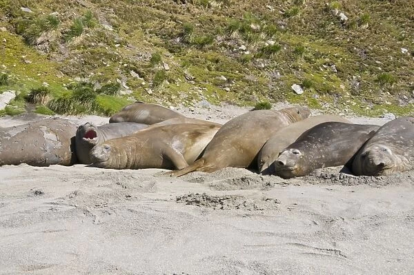 Elephant seals, Moltke Harbour, Royal Bay, South Georgia, South Atlantic