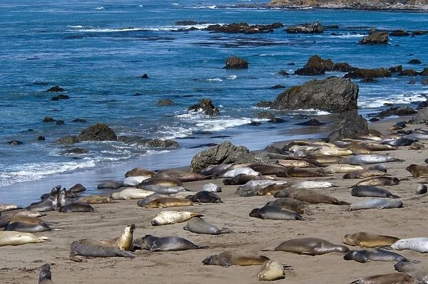 Elephant seals moulting, Piedras Blancas (White Rocks), Highway 1, California
