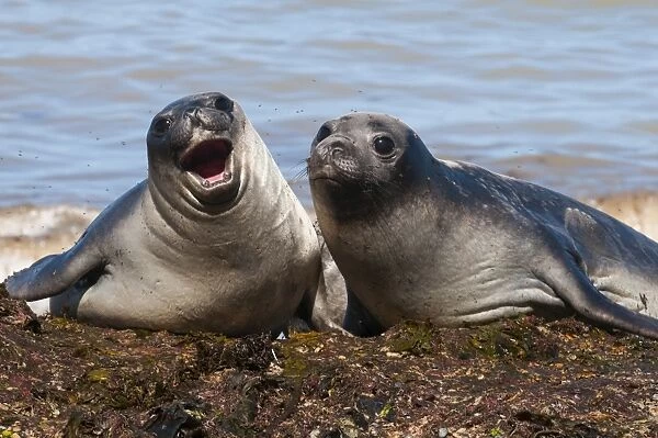 Elephant seals on Punta Ninfas, Chubut, Argentina, South America