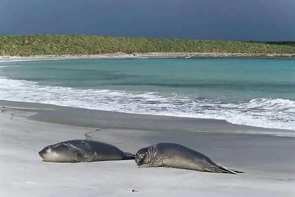 Elephant seals relaxing on the beach, Sea Lion Island, Falkland Islands