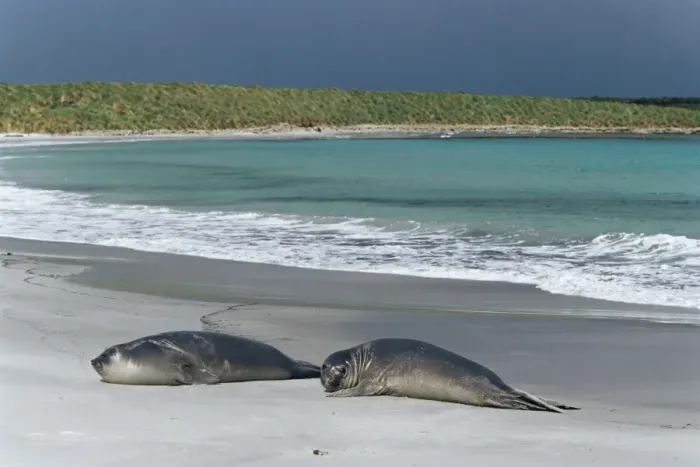 Framed Print : Elephant seals relaxing on the beach, Sea Lion Island, Falkland Islands Framed Print : Elephant seals relaxing on the beach, Sea Lion Island, Falkland Islands