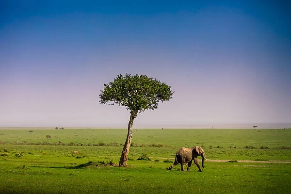 Elephant seen on a Safari in the Msai Mara National Reserve, Kenya, East Africa, Africa