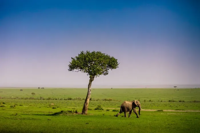 Framed Print : Elephant seen on a Safari in the Msai Mara National Reserve, Kenya, East Africa, Africa Framed Print : Elephant seen on a Safari in the Msai Mara National Reserve, Kenya, East Africa, Africa