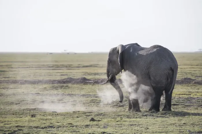 Framed Print : Elephant spraying dust on itself in Amboseli National Park, Kenya, East Africa, Africa Framed Print : Elephant spraying dust on itself in Amboseli National Park, Kenya, East Africa, Africa