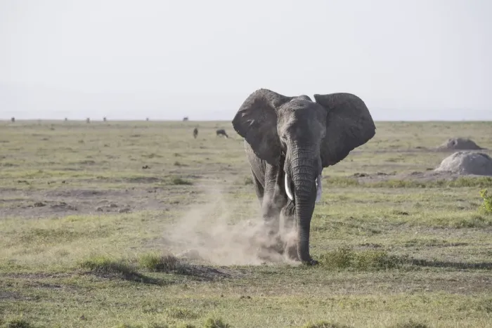 Framed Print : Elephant stirring up dust in Amboseli National Park, Kenya, East Africa, Africa Framed Print : Elephant stirring up dust in Amboseli National Park, Kenya, East Africa, Africa