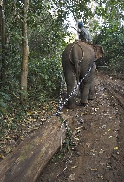 Elephant at work towing teak logs in forest, near Lebin, Shan State, Myanmar (Burma)