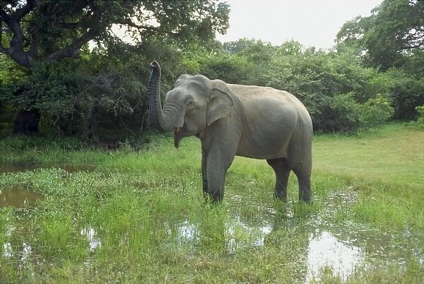 Elephant in Yala Game Park
