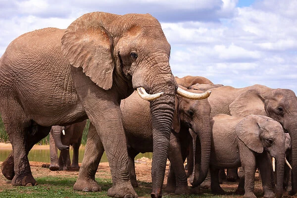 Elephants at Addo Elephant Park, South Africa, Africa