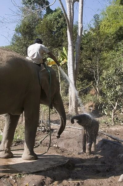 Elephants at the Anantara Golden Triangle Resort, Sop Ruak, Golden Triangle