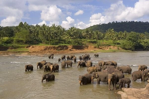 Elephants bathing in the river