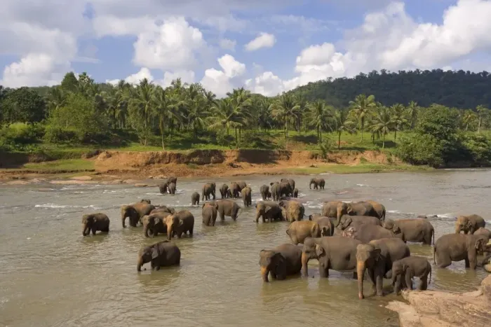 Framed Print : Elephants bathing in the river Framed Print : Elephants bathing in the river