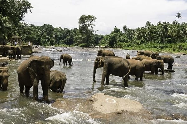 Elephants bathing in the river at the Pinnewala Elephant Orphanage, Sri Lanka, Asia