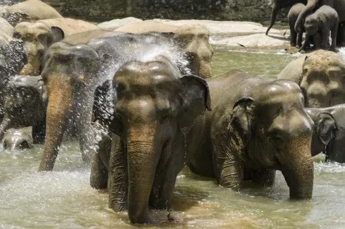 Framed Print : Elephants bathing in the river at the Pinnewala Elephant Orphanage, Sri Lanka, Asia Framed Print : Elephants bathing in the river at the Pinnewala Elephant Orphanage, Sri Lanka, Asia