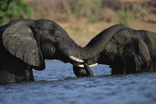 Elephants on the Chobe River, Boswana, Africa