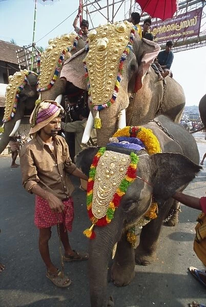 Elephants decorated for festival