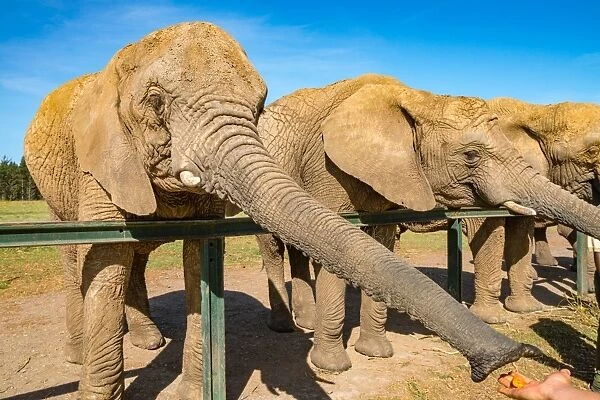Elephants feeding at Kynsna Elephant Park, Knysna, Western Cape, South Africa, Africa