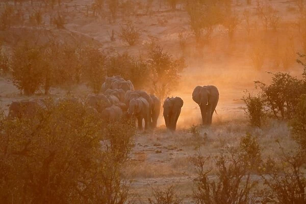 Elephants, Hwange National Park, Zimbabwe, Africa