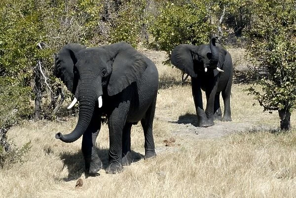 Elephants looking very black after mud bath, Hwange National Park, Zimbabwe, Africa