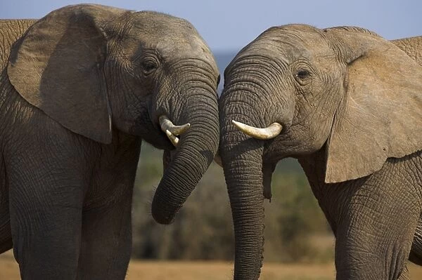 Elephants, Loxodonta africana