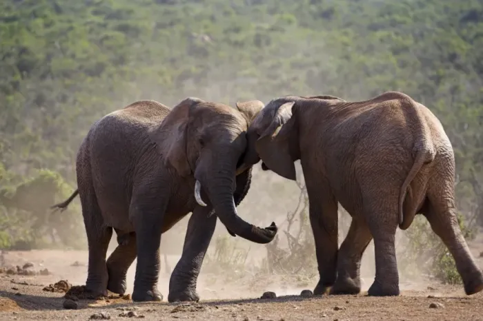 Framed Print : Elephants, Loxodonta africana Framed Print : Elephants, Loxodonta africana