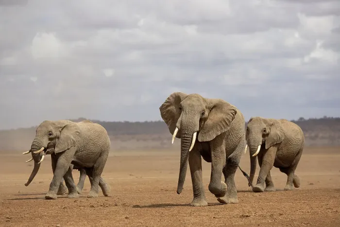 Framed Print : Elephants (Loxodonta africana), Amboseli National Park, Kenya, East Africa, Africa Framed Print : Elephants (Loxodonta africana), Amboseli National Park, Kenya, East Africa, Africa