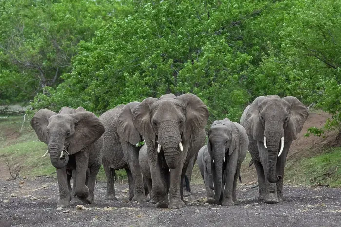 Framed Print : Elephants (Loxodonta africana), Mashatu Game Reserve, Botswana, Africa Framed Print : Elephants (Loxodonta africana), Mashatu Game Reserve, Botswana, Africa