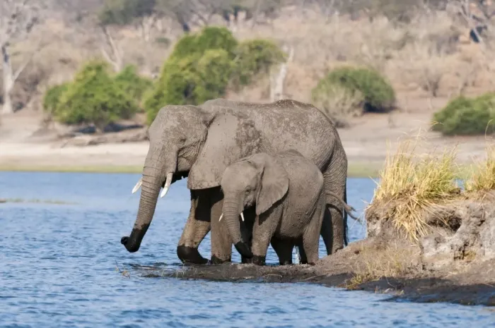 Framed Print : Elephants (Loxodonta africana), Chobe National Park, Botswana, Africa Framed Print : Elephants (Loxodonta africana), Chobe National Park, Botswana, Africa