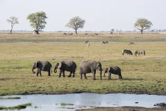 Framed Print : Elephants (Loxodonta africana), Chobe National Park, Botswana, Africa Framed Print : Elephants (Loxodonta africana), Chobe National Park, Botswana, Africa