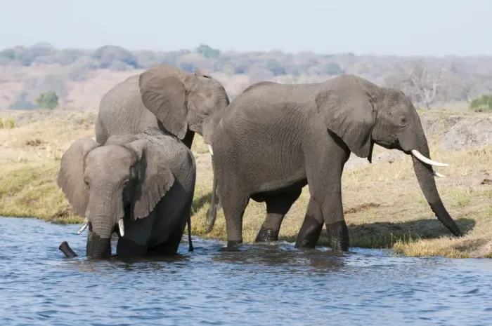 Framed Print : Elephants (Loxodonta africana), Chobe National Park, Botswana, Africa Framed Print : Elephants (Loxodonta africana), Chobe National Park, Botswana, Africa