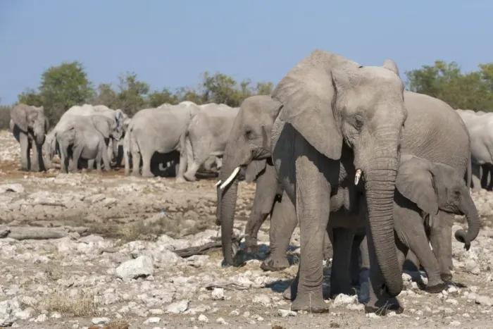 Framed Print : Elephants (Loxodonta africana), Etosha National Park, Namibia, Africa Framed Print : Elephants (Loxodonta africana), Etosha National Park, Namibia, Africa