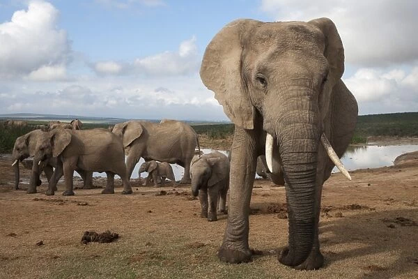 Elephants (Loxodonta africana), Addo Elephant National Park, South Africa, Africa